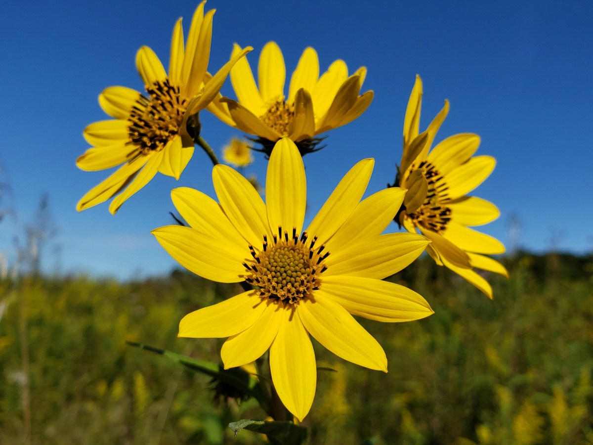 «Yellow Day», el día más feliz del&nbsp;año